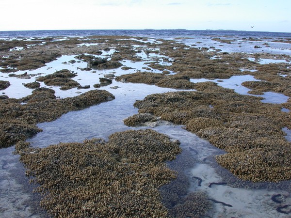 Corals